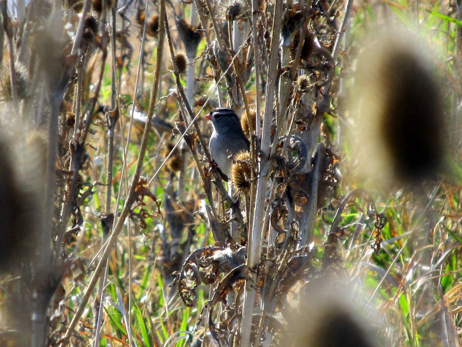 White-crowned Sparrow