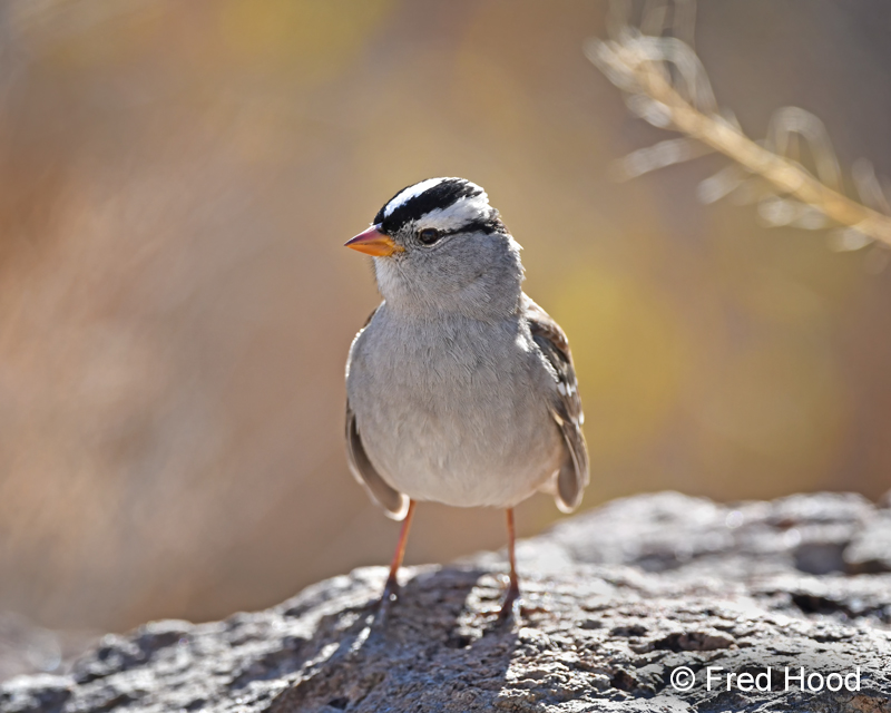 white crowned sparrow