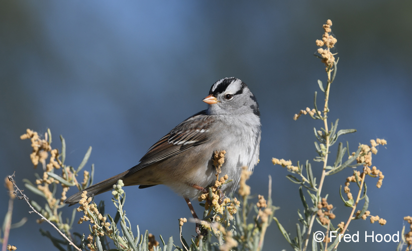 white crowned sparrow