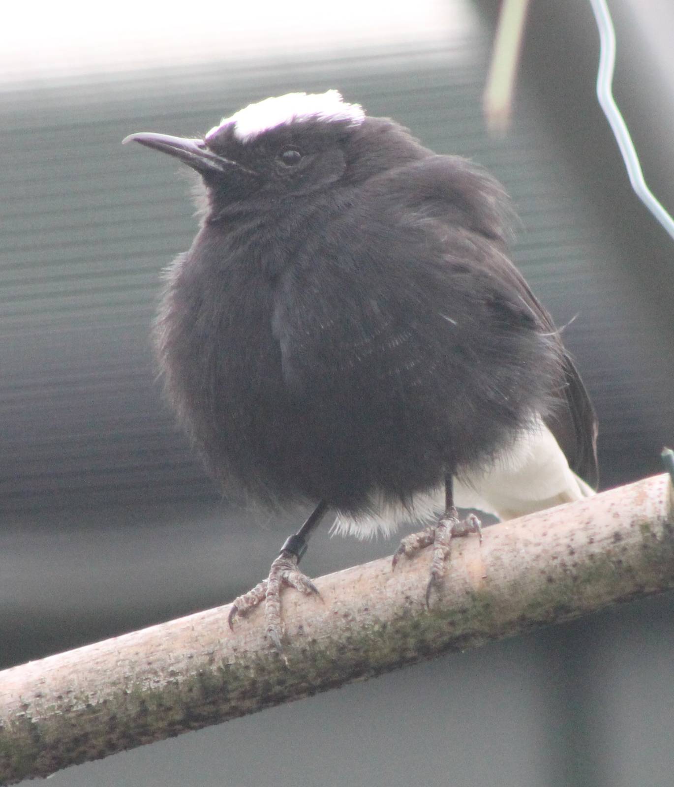 White-crowned wheatear