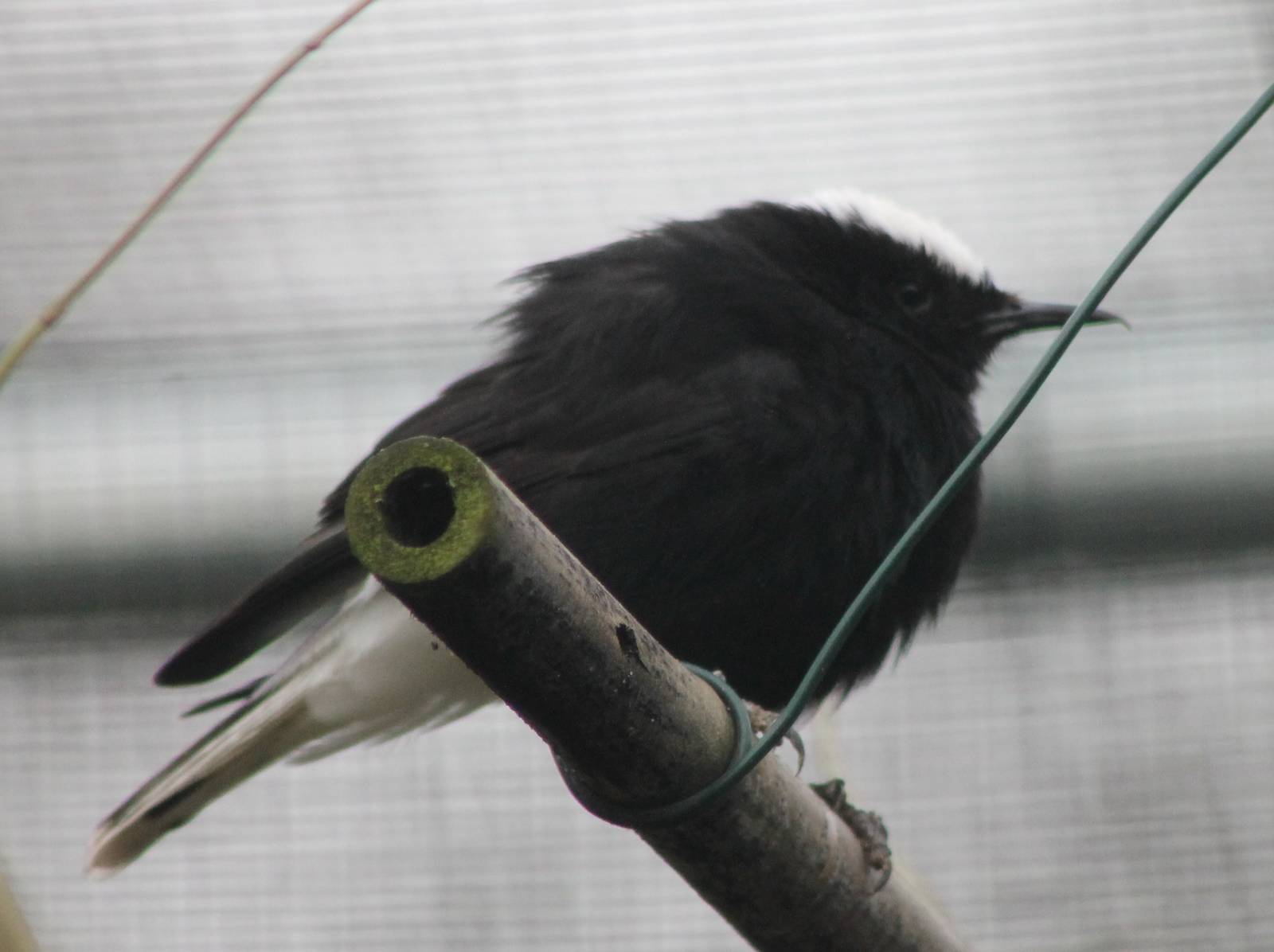 White-crowned wheatear