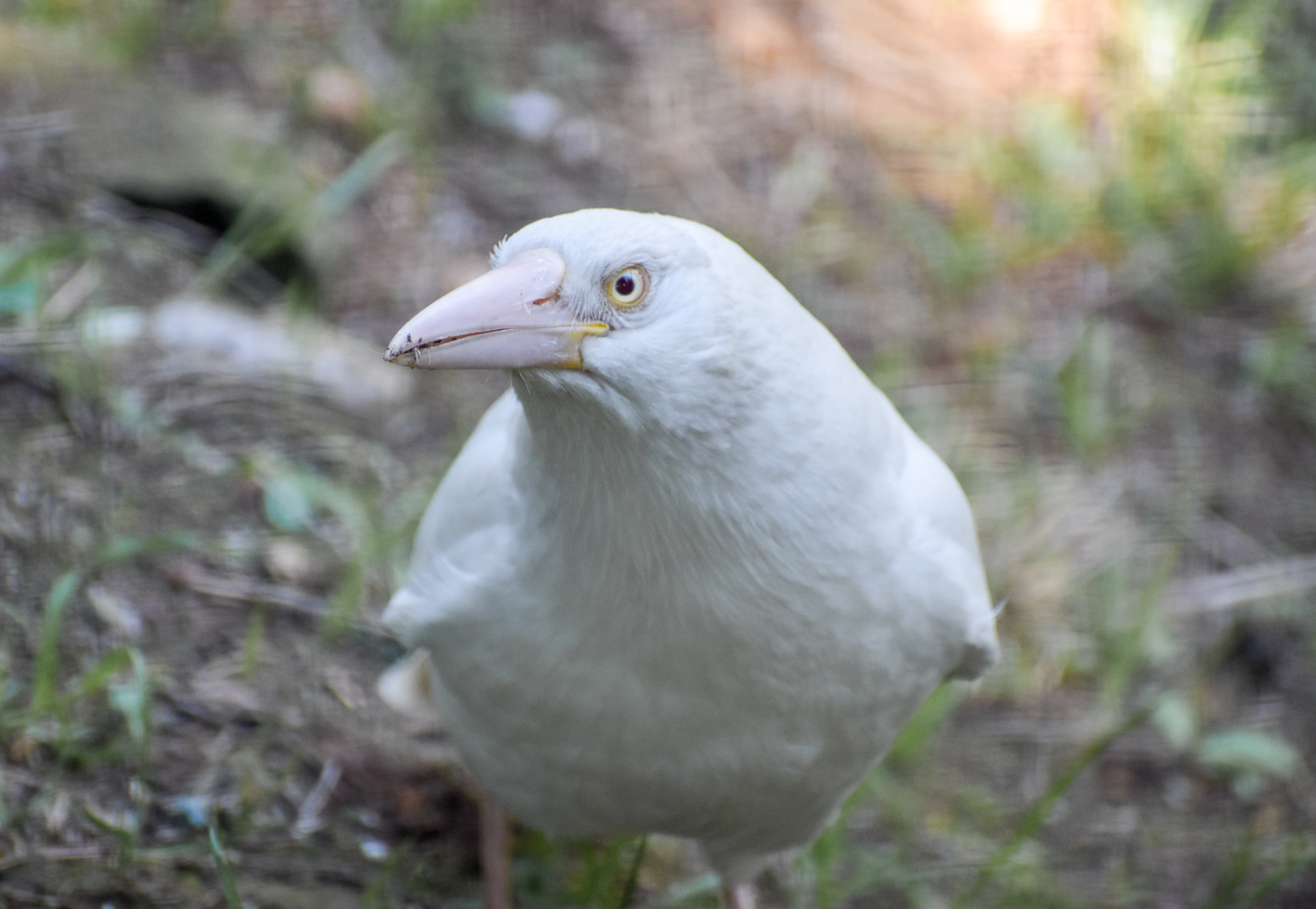 white Currawong