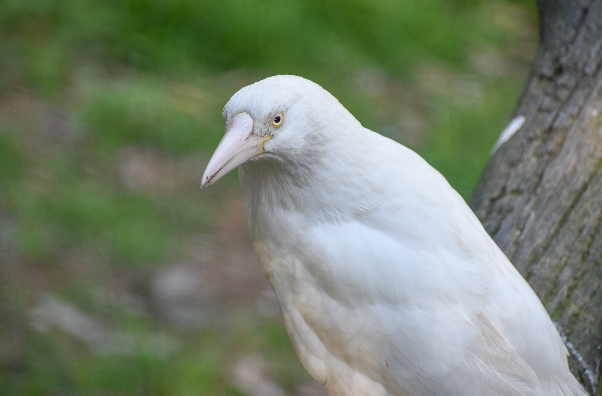 white Currawong