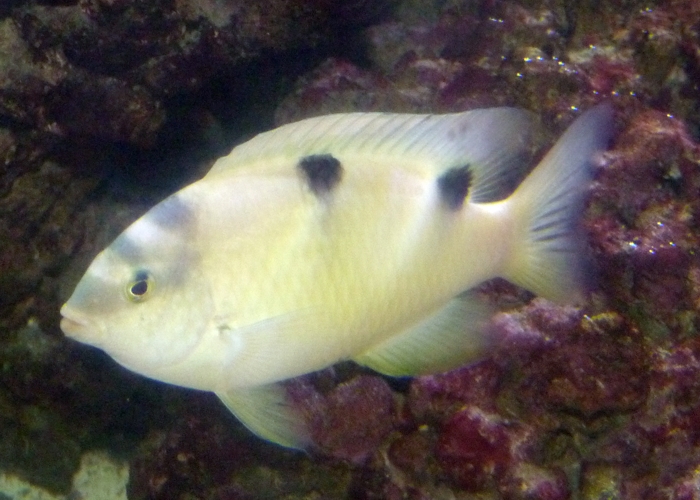 White damsel (Dischistodus perspicillatus)