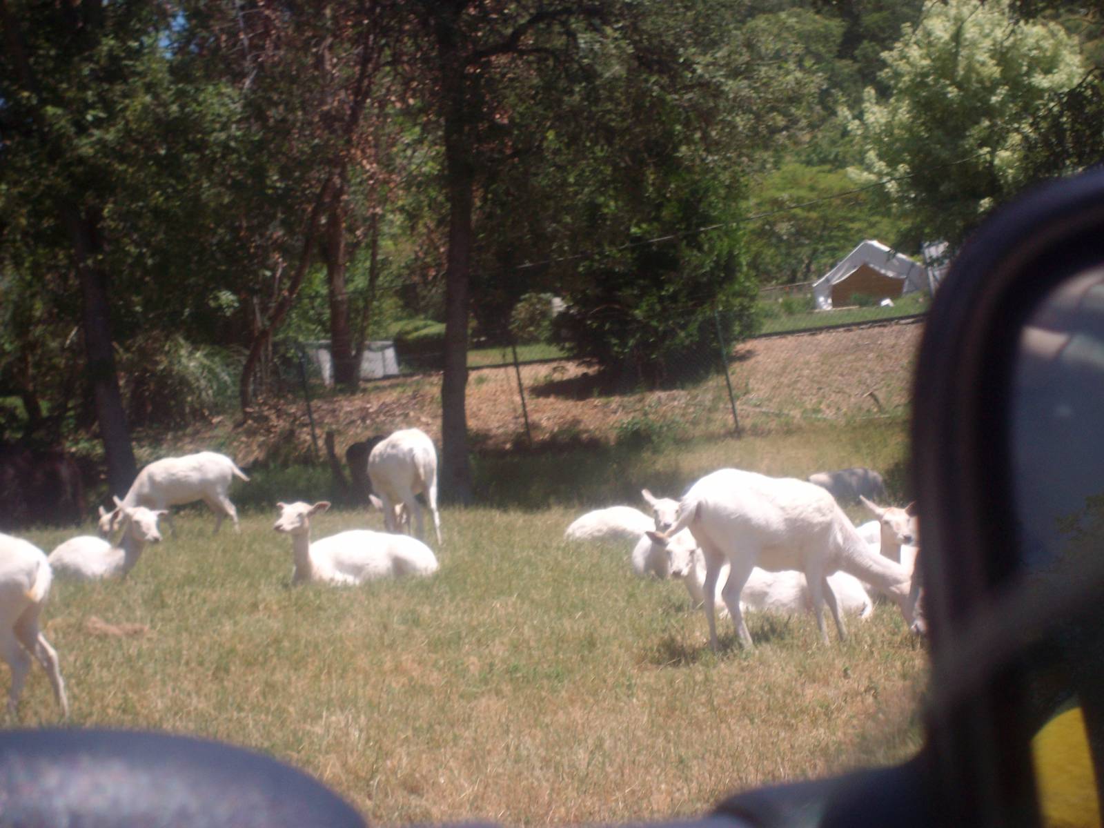 White Deer at Wildlife Safari