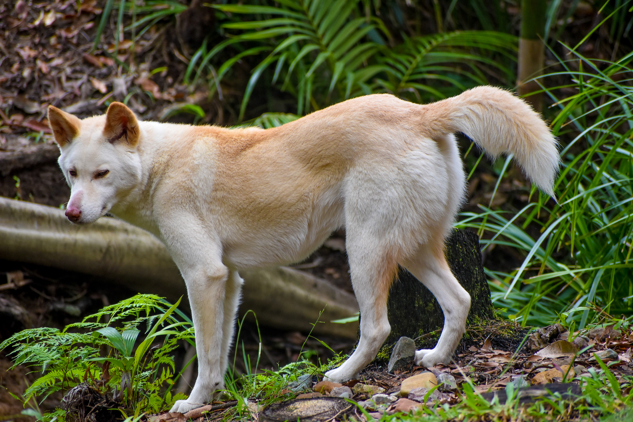 White Dingo