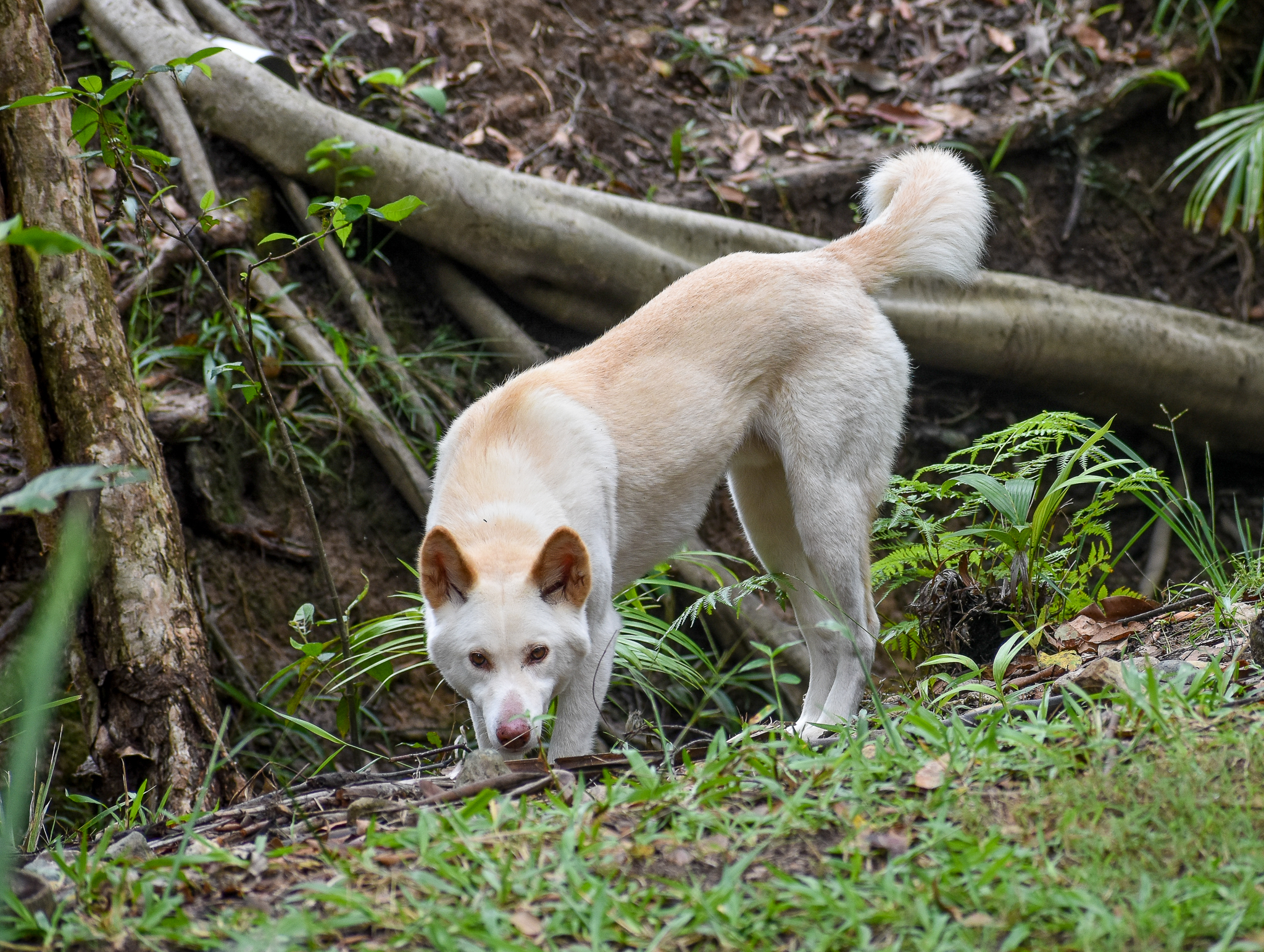 White Dingo