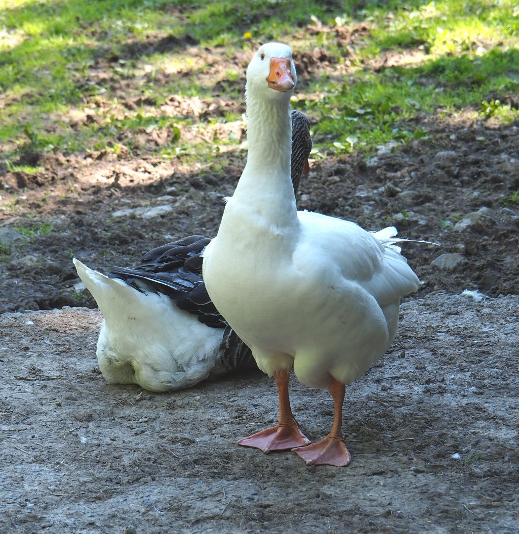 White Domestic goose (Anser anser domesticus), 2021-05-29