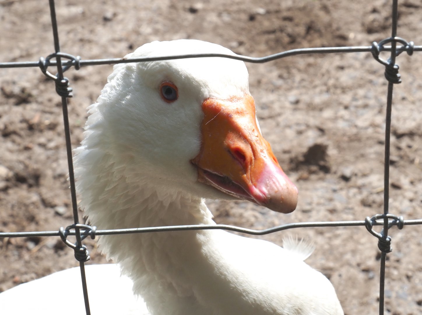 White Domestic goose (Anser anser domesticus), 2021-05-29
