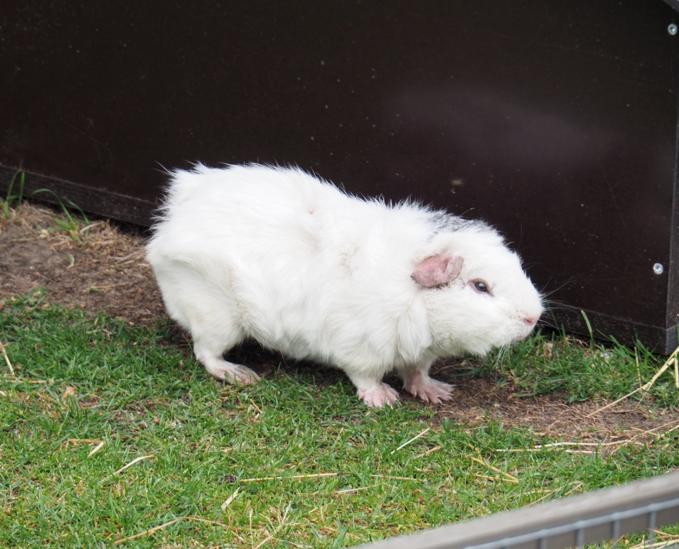 White domestic guinea pig (Cavia porcellus), 2022-05-17