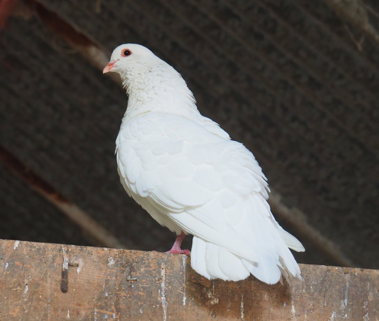 White domestic pigeon (Columba livia domestica), 2019-08-11