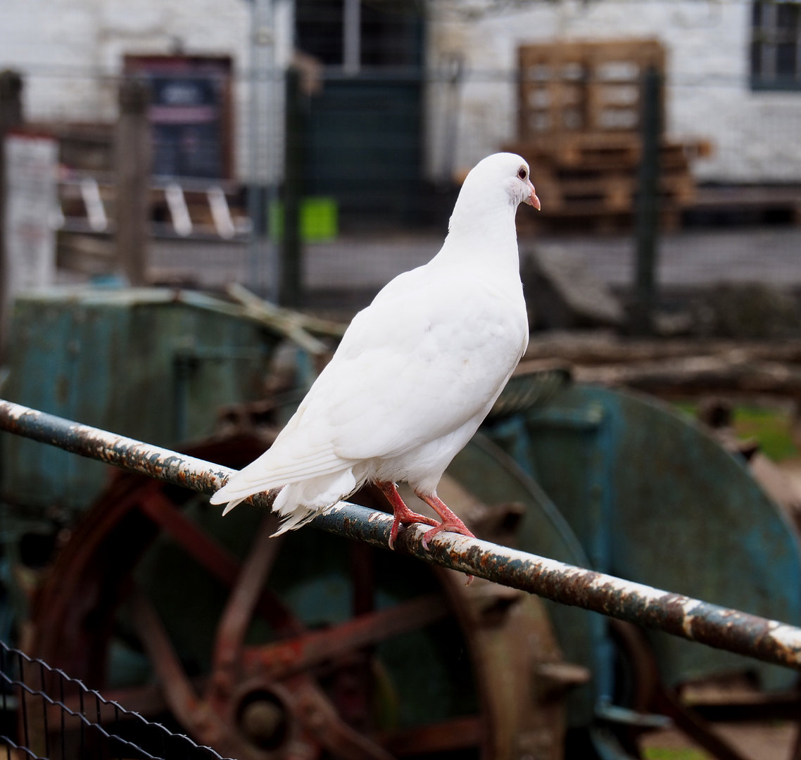 White domestic pigeon (Columba livia domestica), 2022-09-15