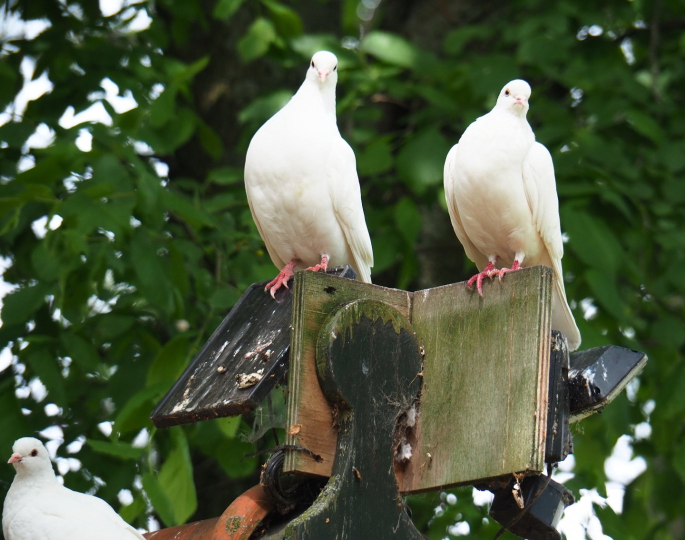 White domestic pigeons (Columba livia domestica), 2019-05-25