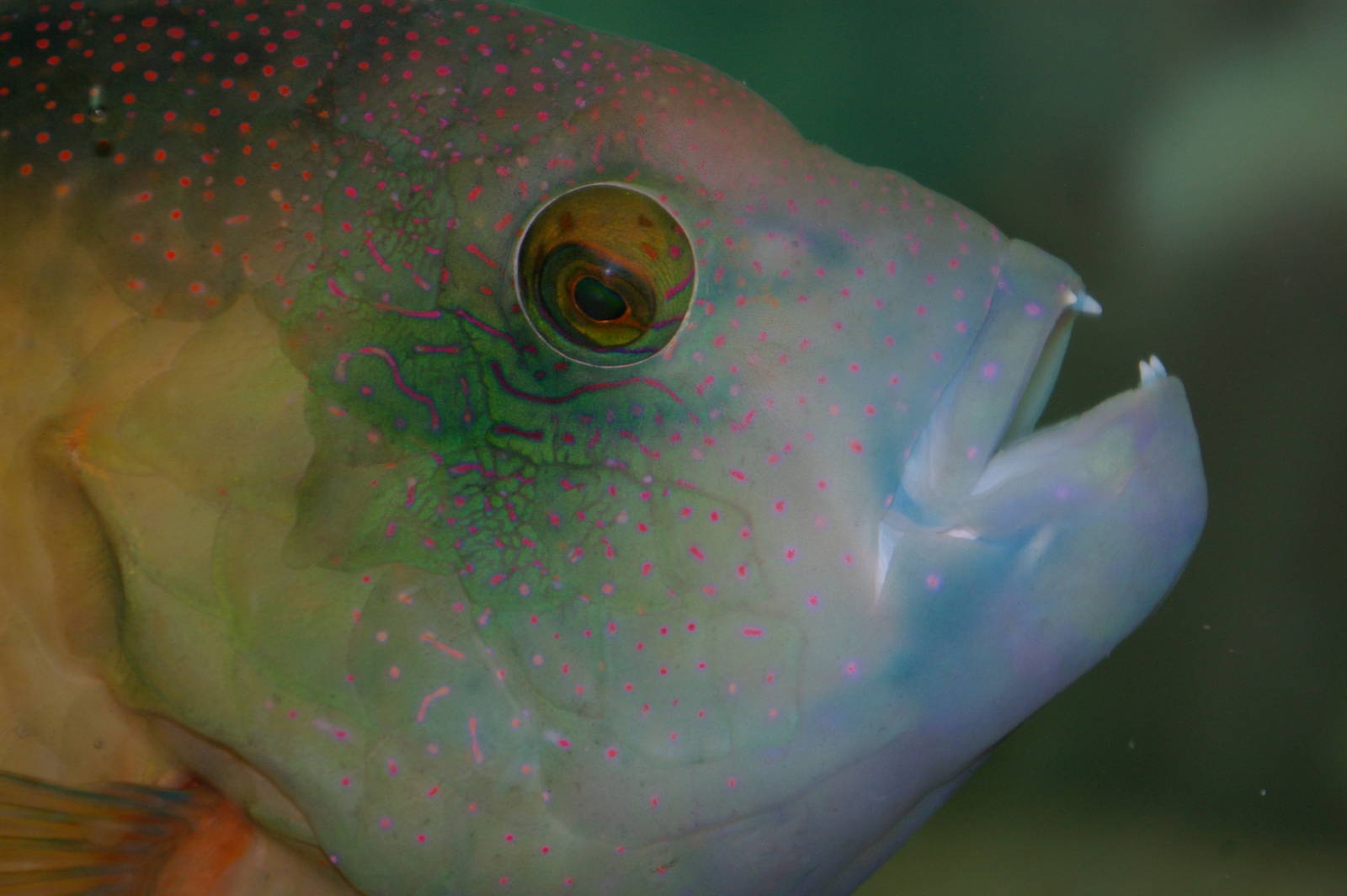 white-dotted Maori wrasse (Cheilinus chlorourus)