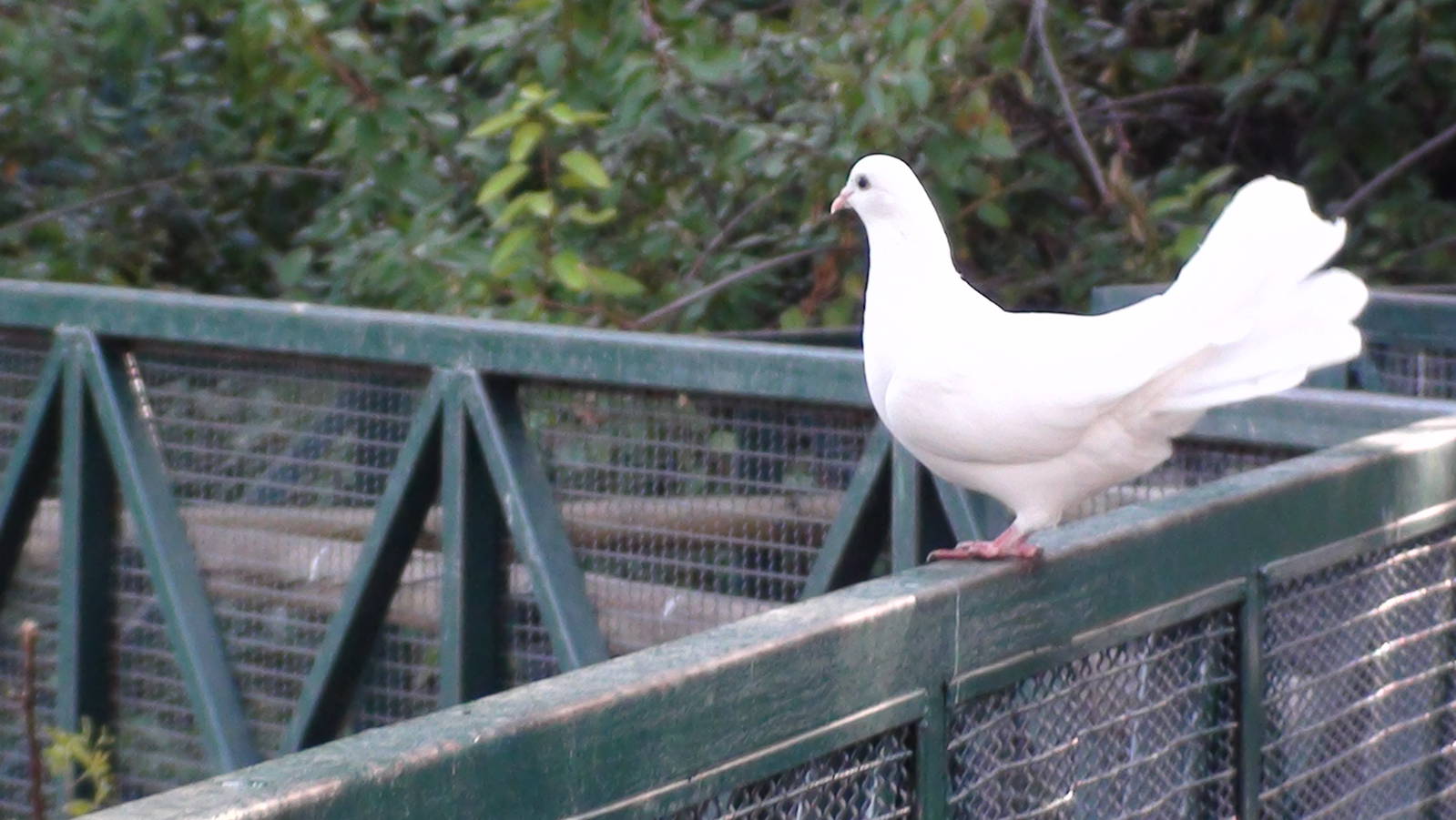 White dove