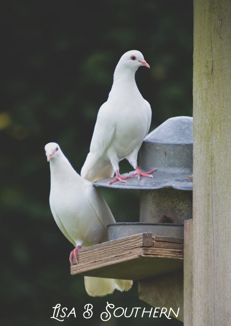 White Doves