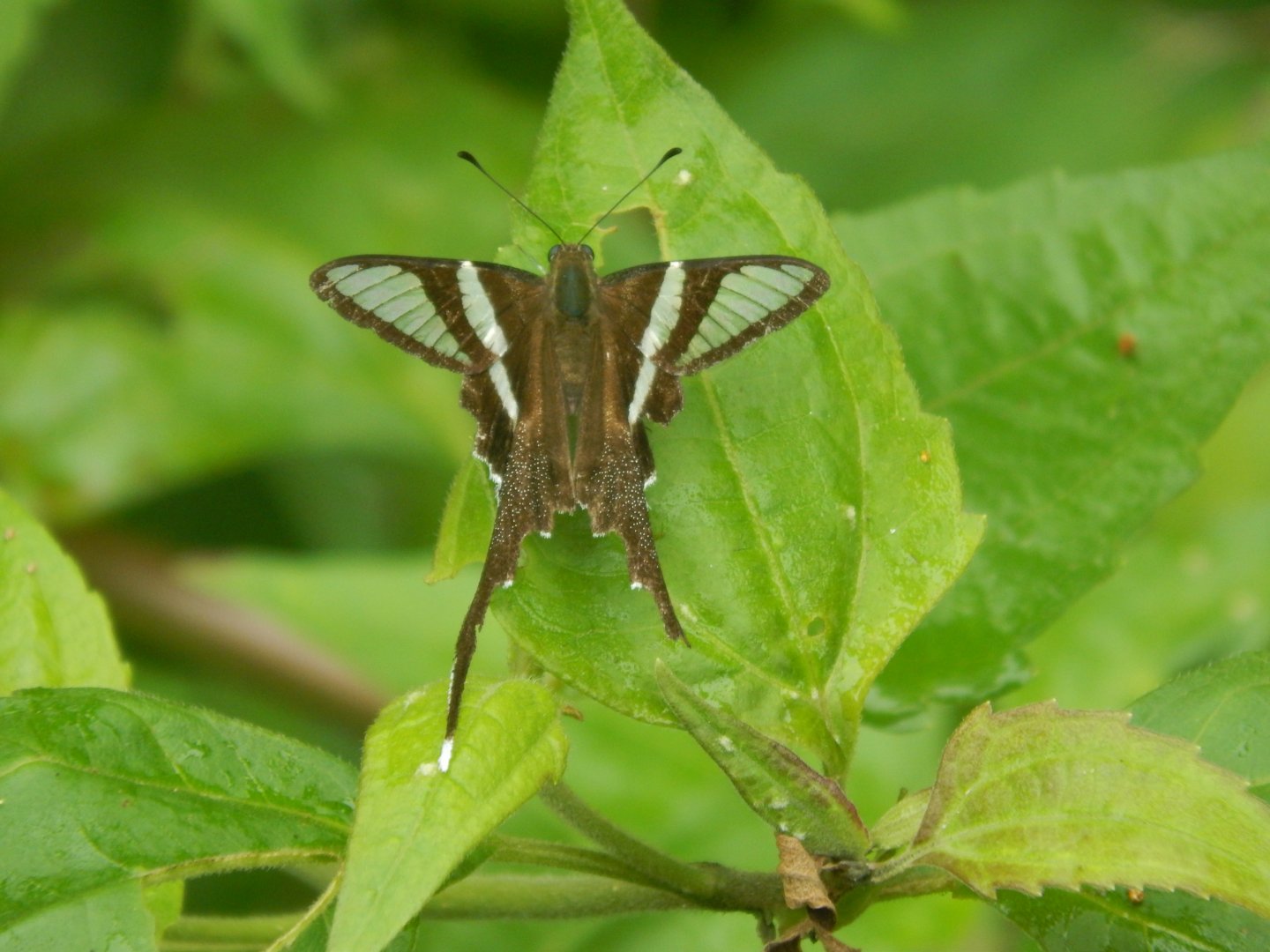 White Dragontail (Lamproptera curius)