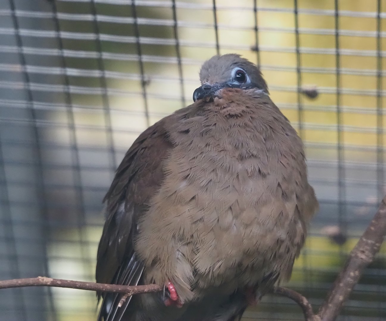 White-eared brown dove (Phapitreron leucotis), 2024-05-22