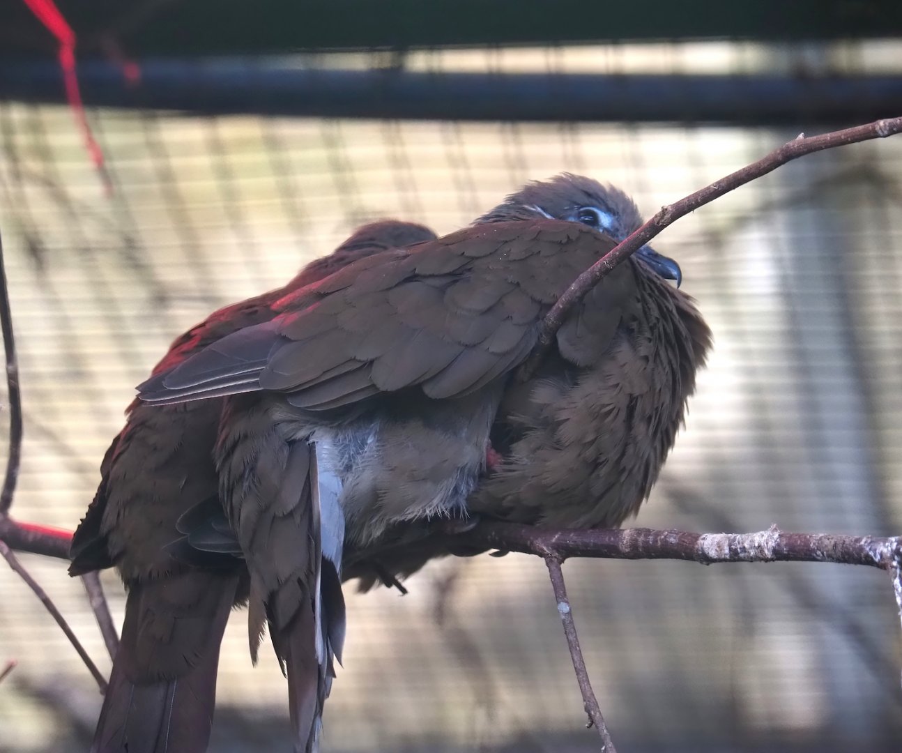 White-eared brown dove (Phapitreron leucotis), 2024-05-23