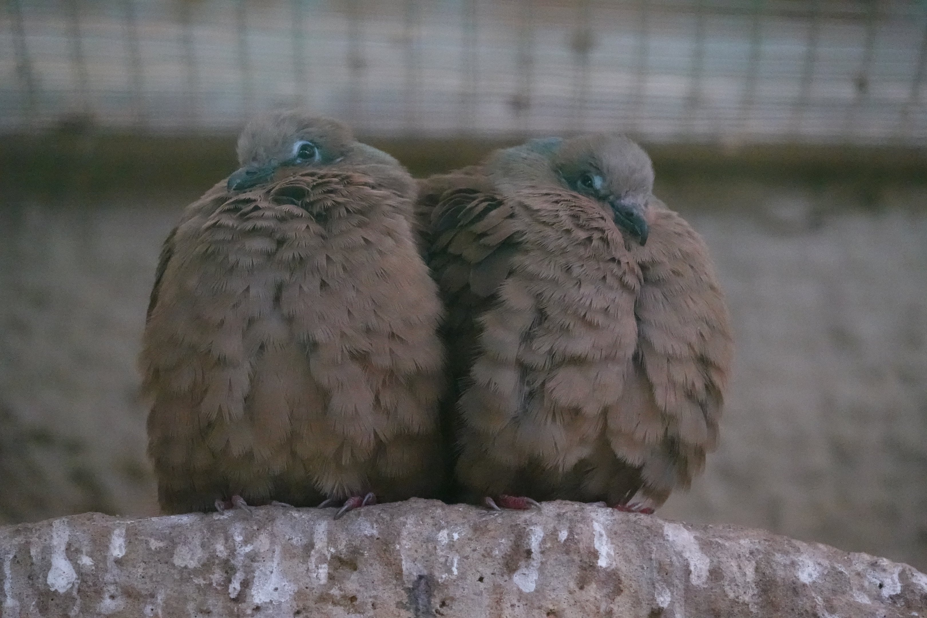 White-eared brown dove