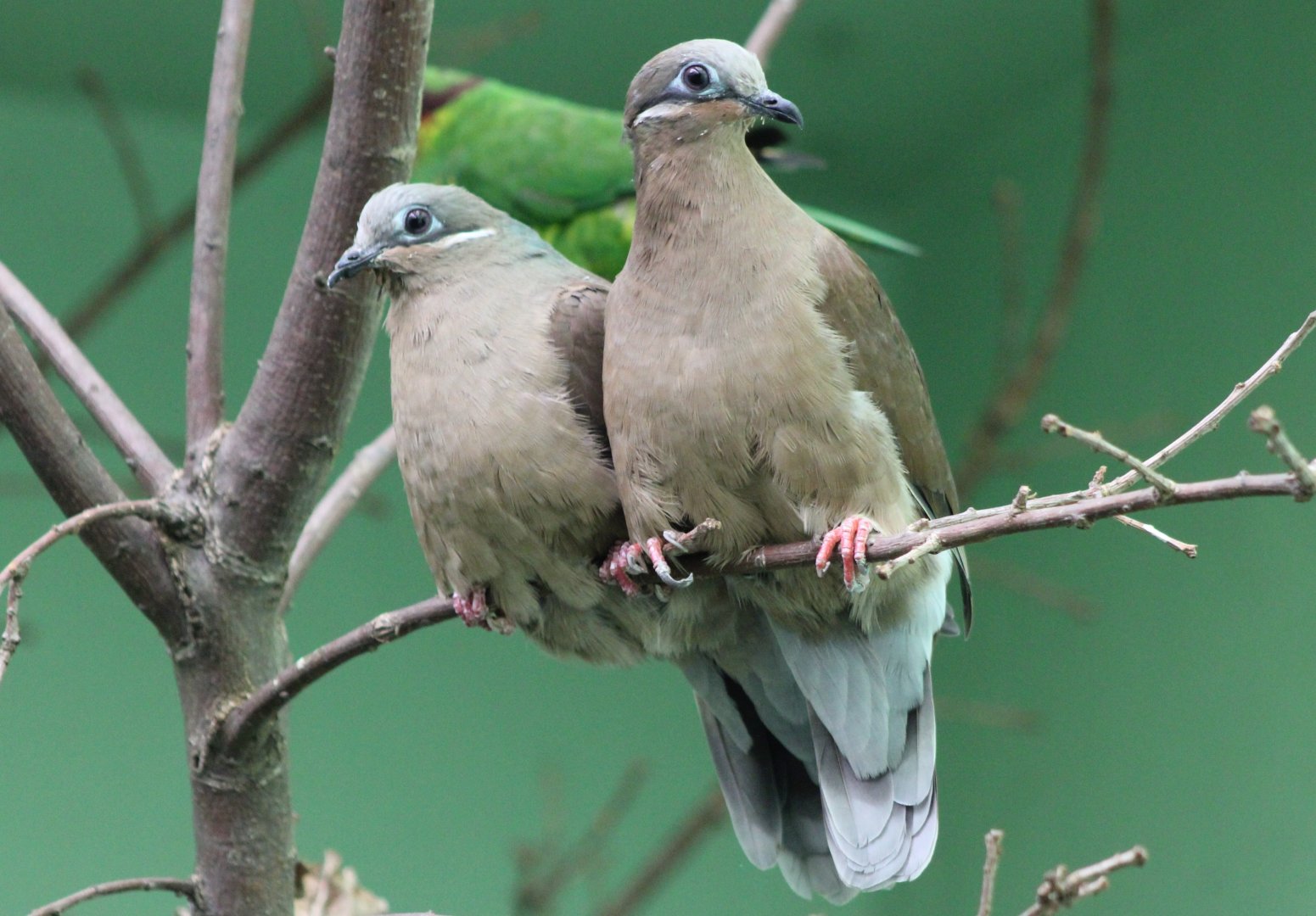 White-eared brown-doves - Phapitreron leucotis