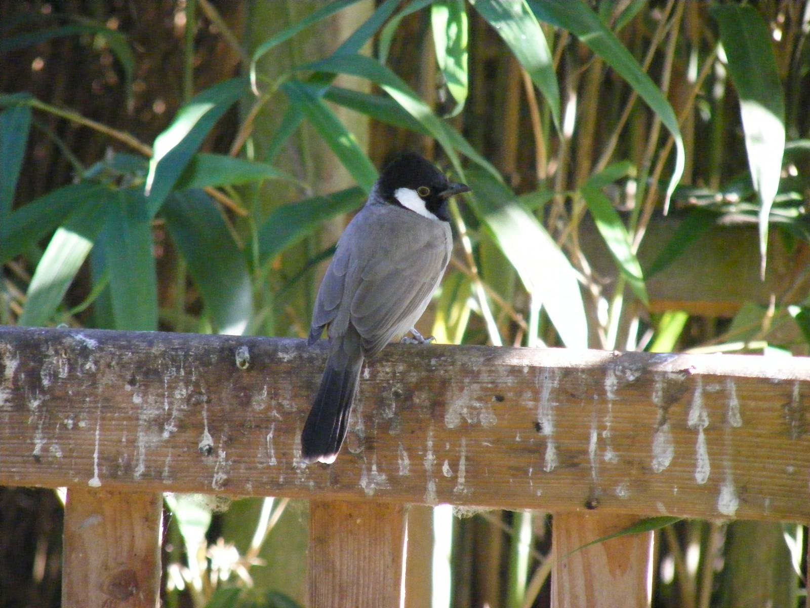 White-eared bulbul at Beale Park, 24 October 2010