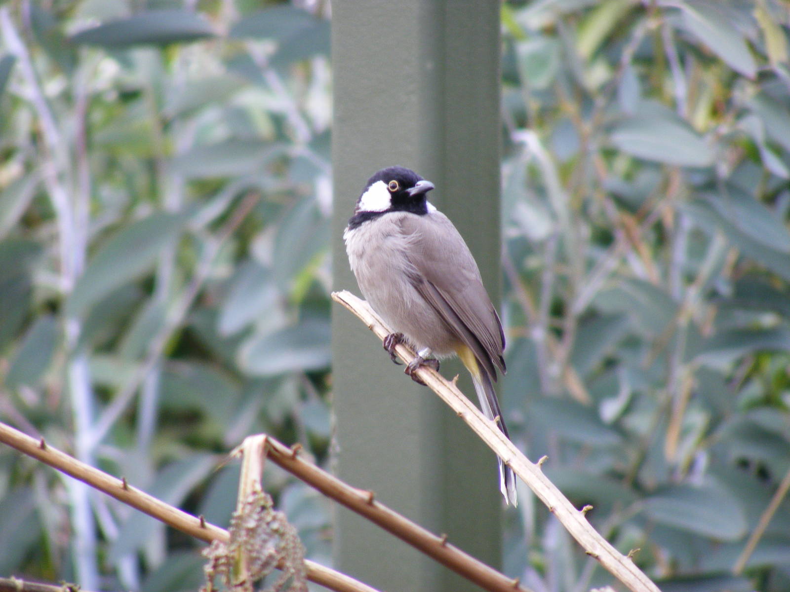 White-eared bulbul in walk-through aviary at Beale Park, 13th March 2010