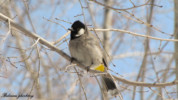 White-eared Bulbul(Pycnonotus leucotis)1