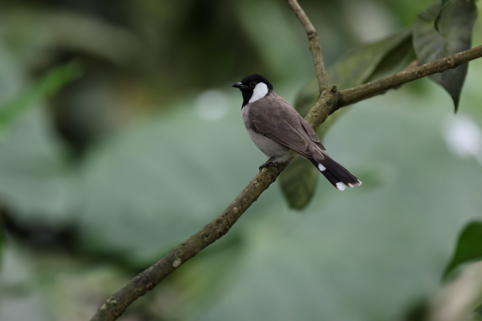 White-eared Bulbul (Pycnonotus leucotis) - Songs of the Forest