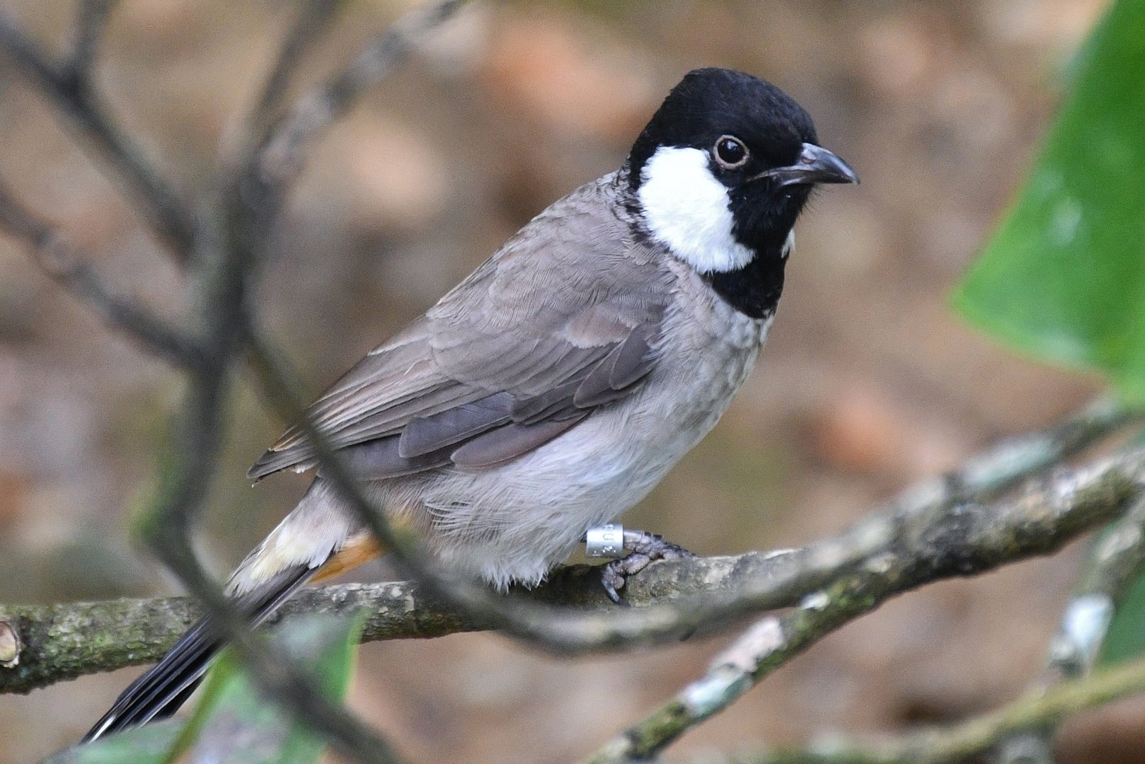 White-eared Bulbul (Pycnonotus leucotis)