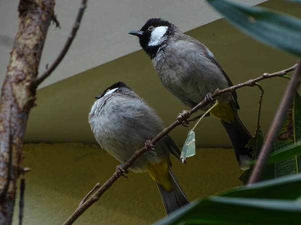 White-eared bulbul (Pycnonotus leucotis)