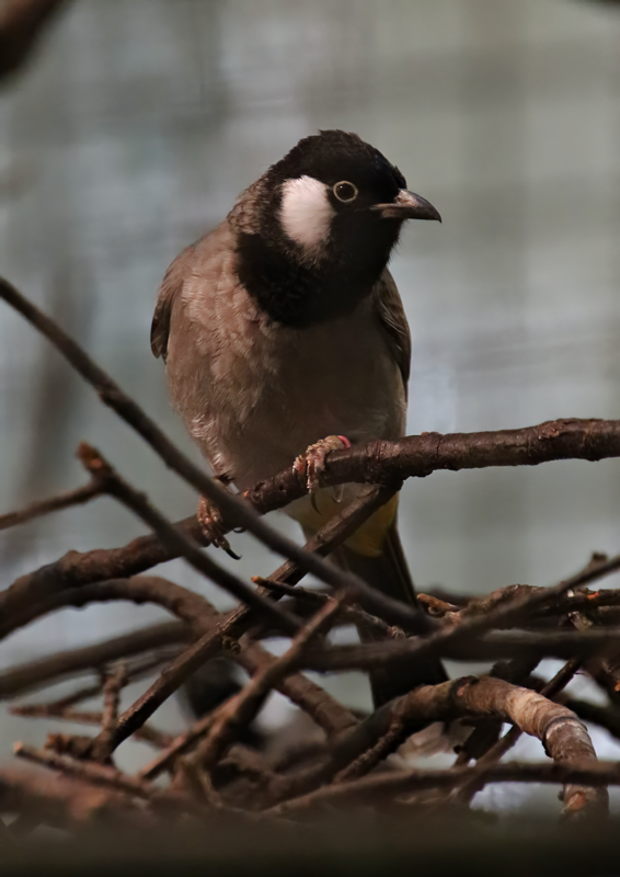 White-eared bulbul (Pycnonotus leucotis)
