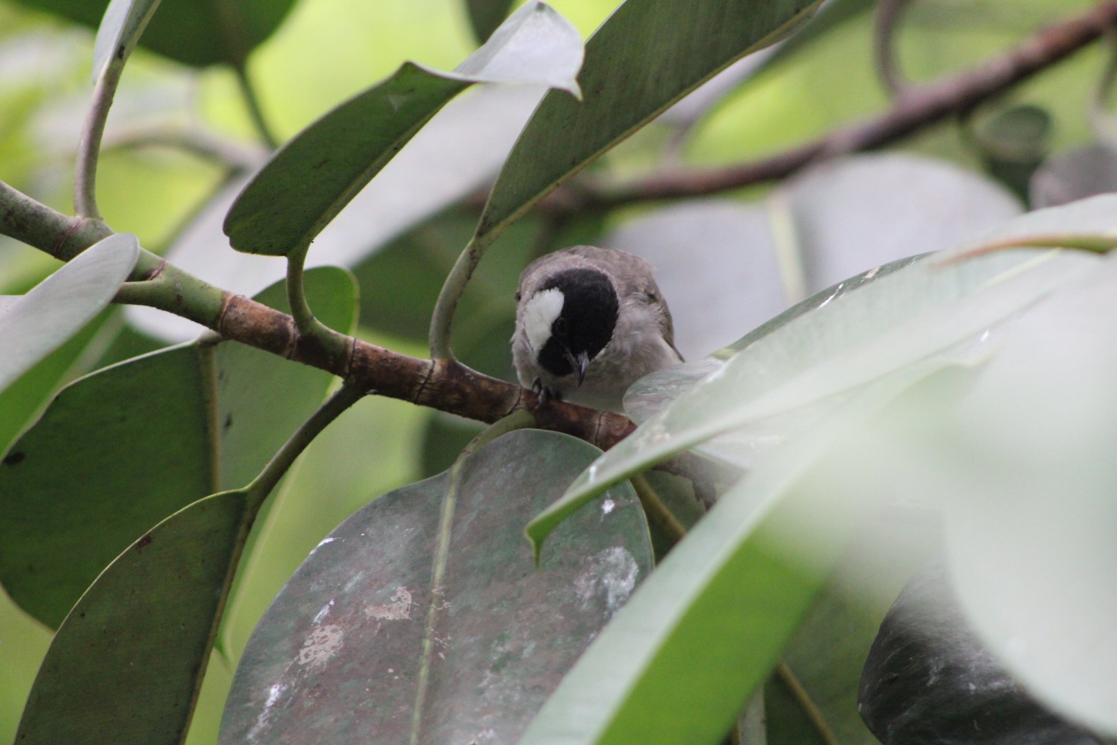 White-Eared Bulbul (Pycnonotus leucotis)
