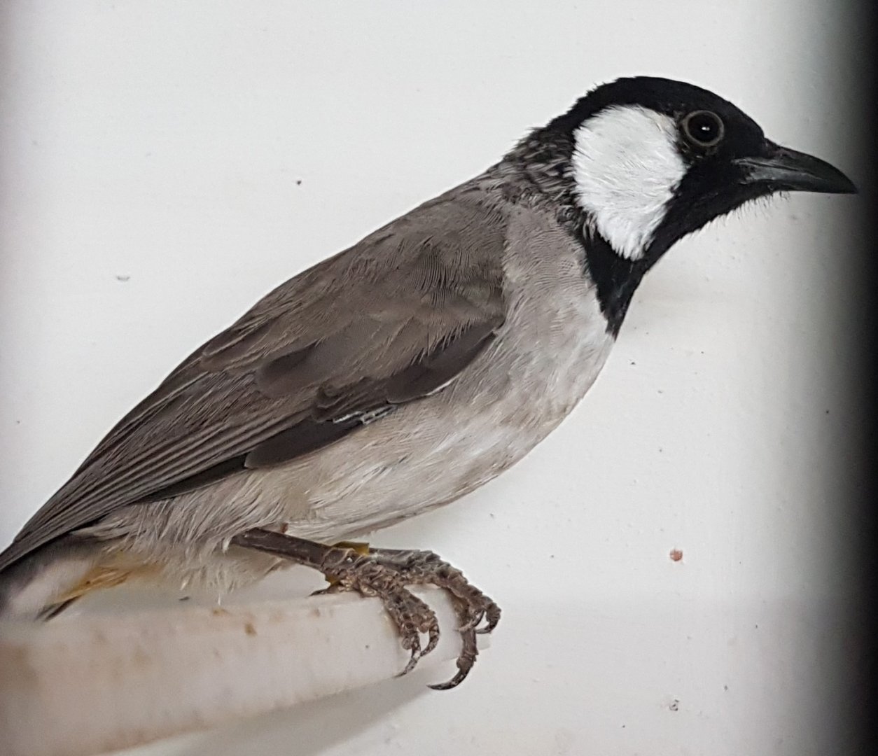 White-eared bulbul