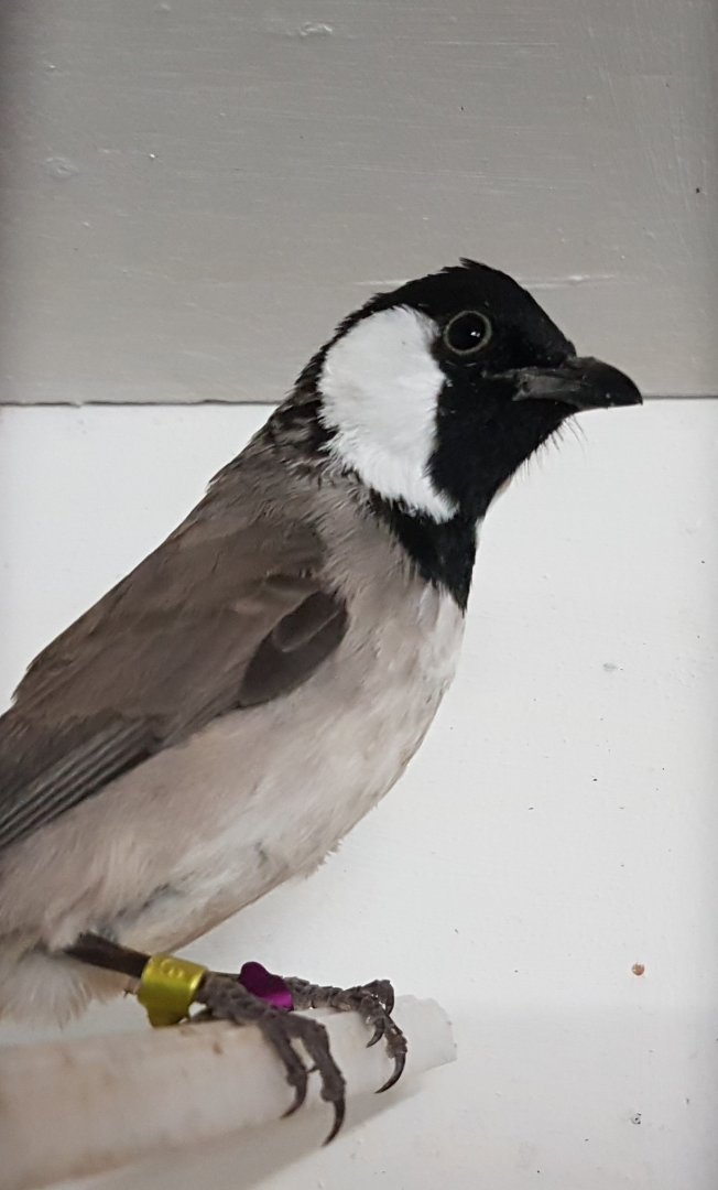 White-eared bulbul