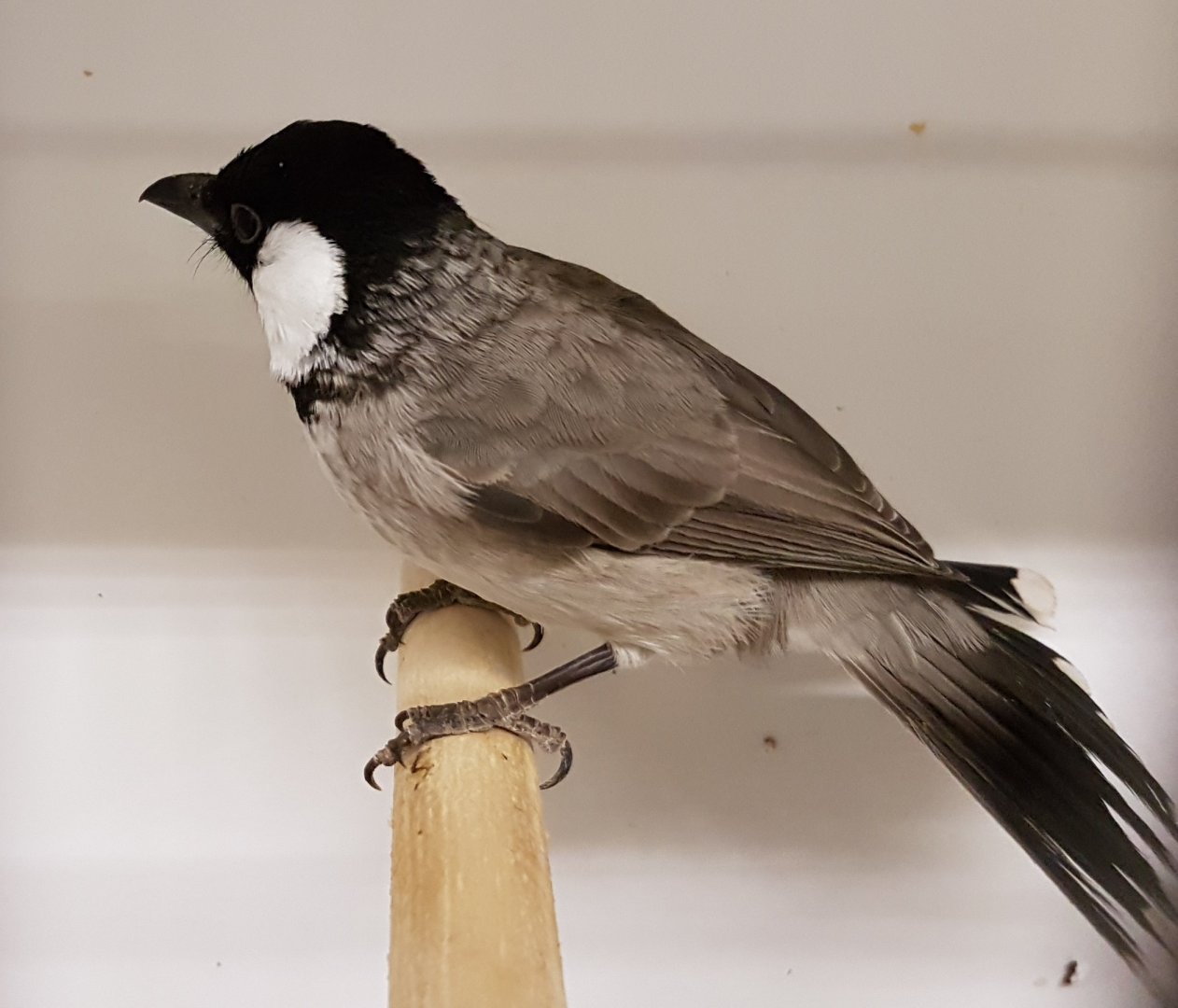 White-eared bulbul