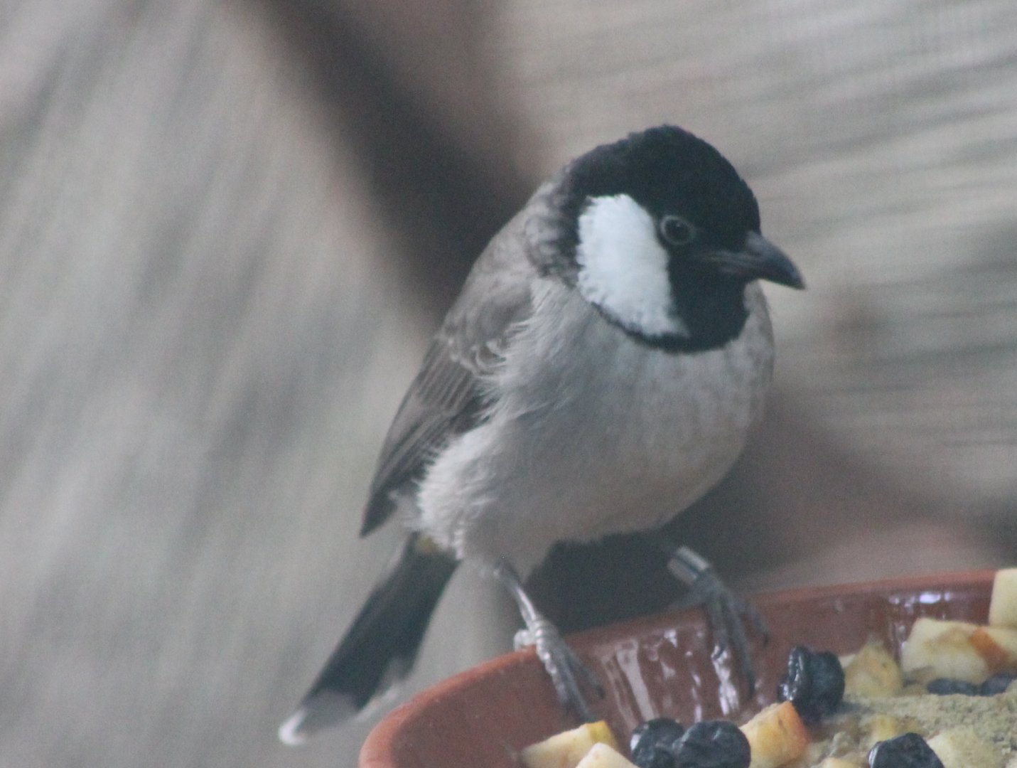 White-eared bulbul