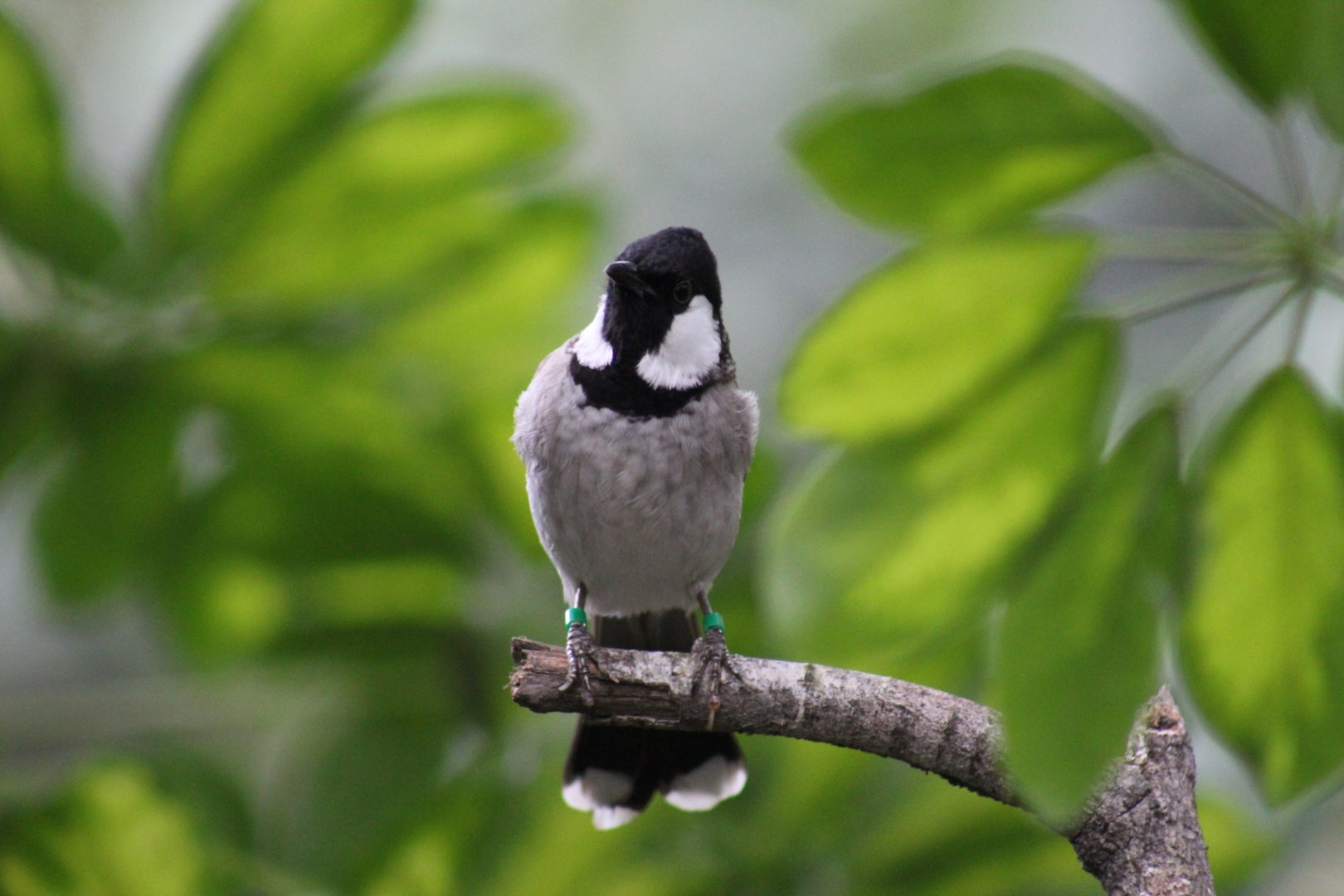 White-Eared Bulbul