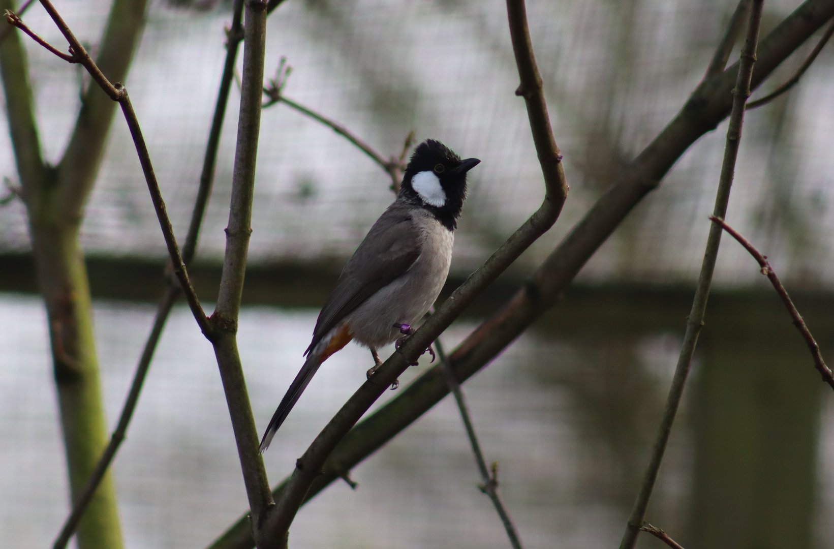 White-eared Bulbul