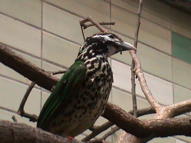 white-eared catbird 050910