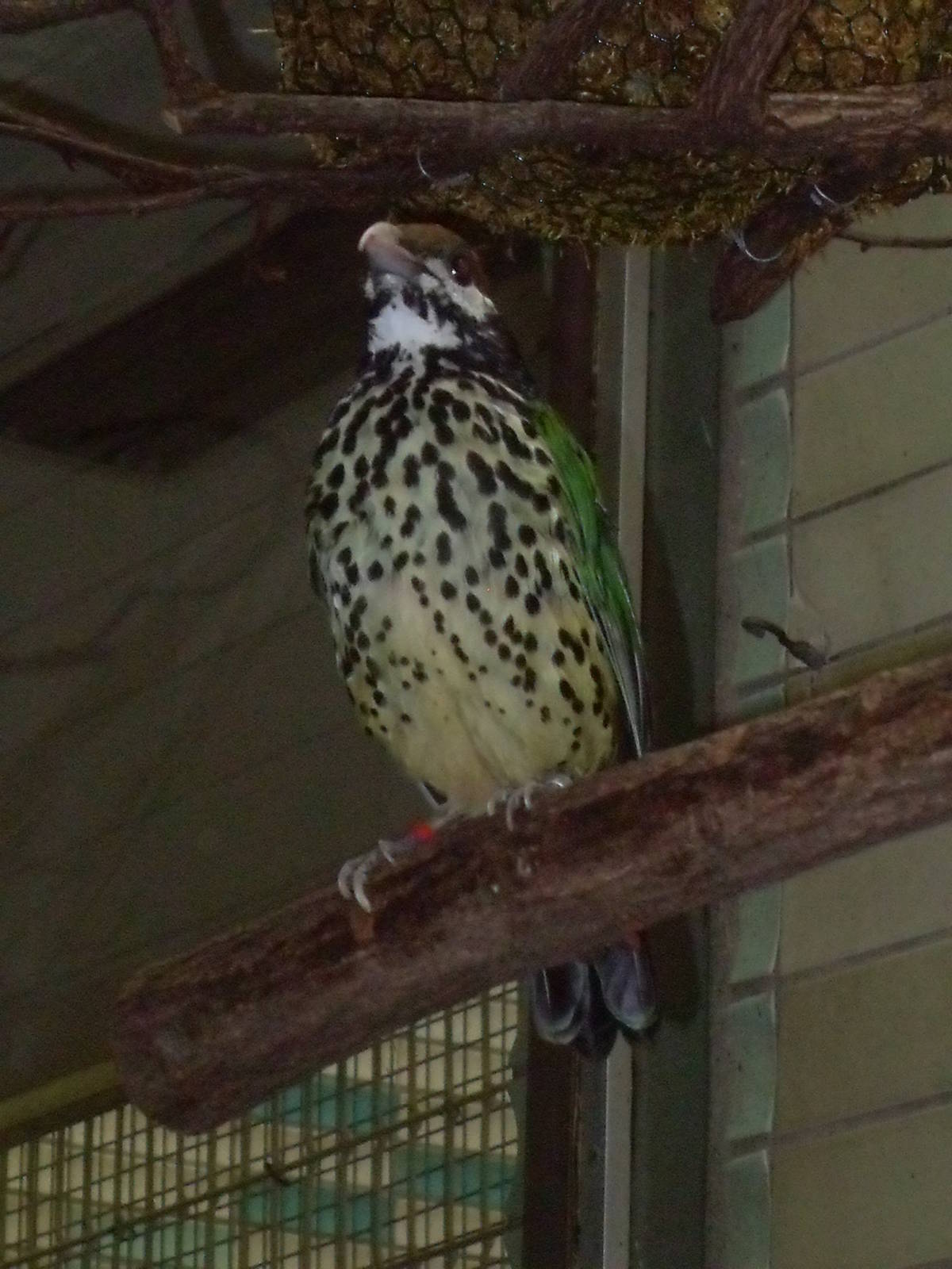 white-eared catbird 050910