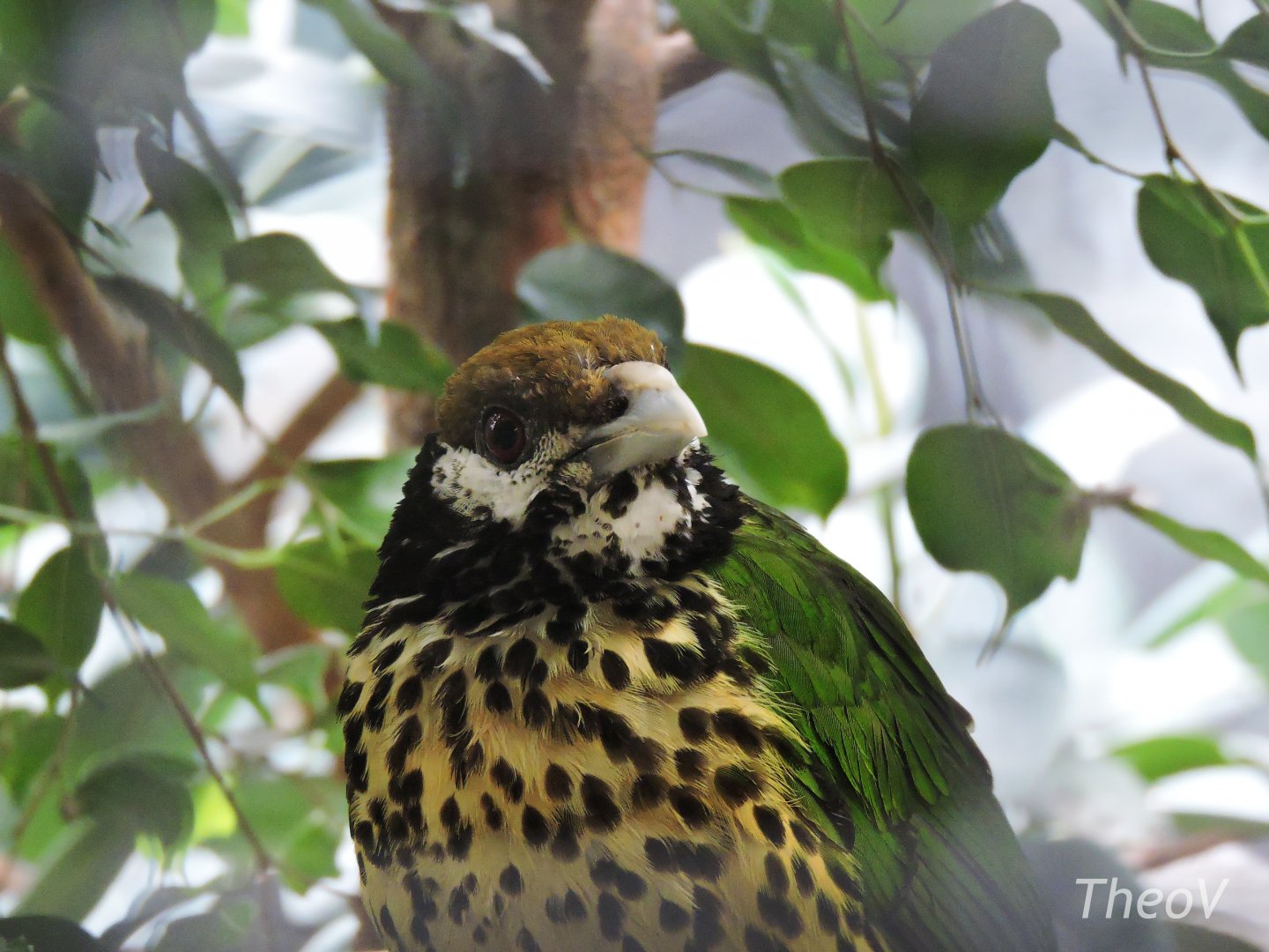 White-eared catbird [2017]