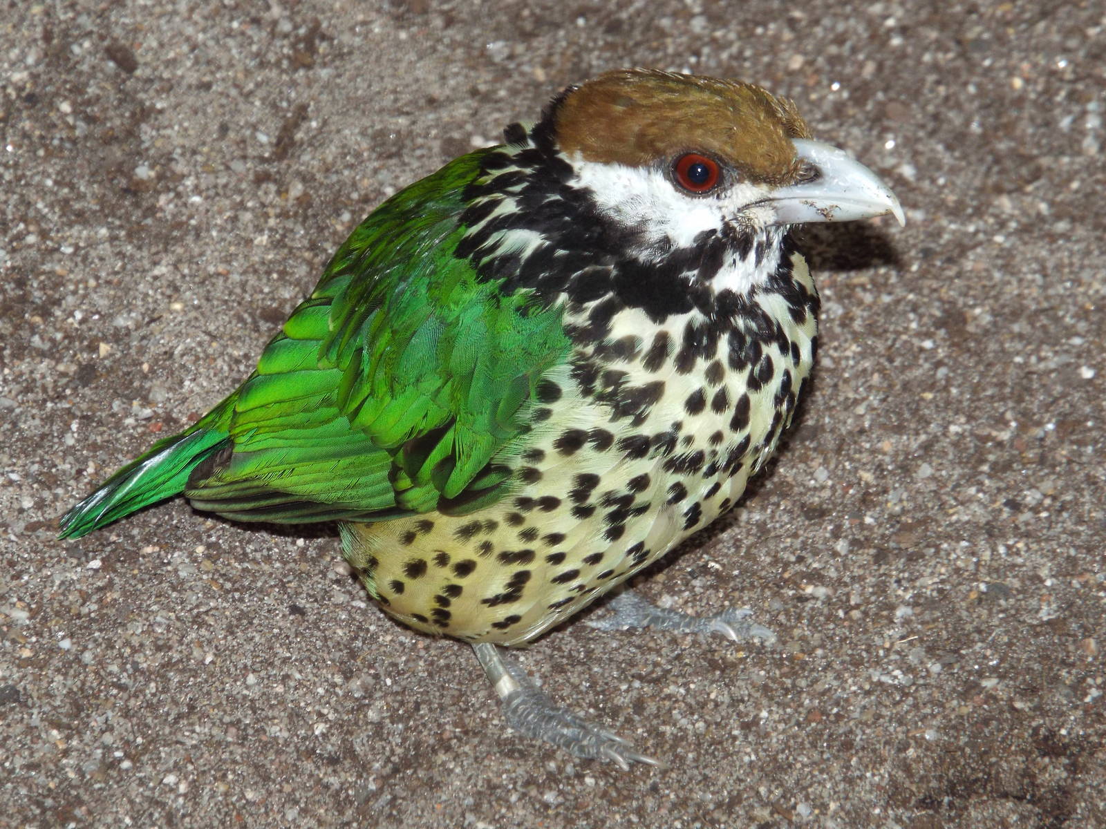 White-eared Catbird (Ailuroedus buccoides buccoides) at Wilhelma - April 10