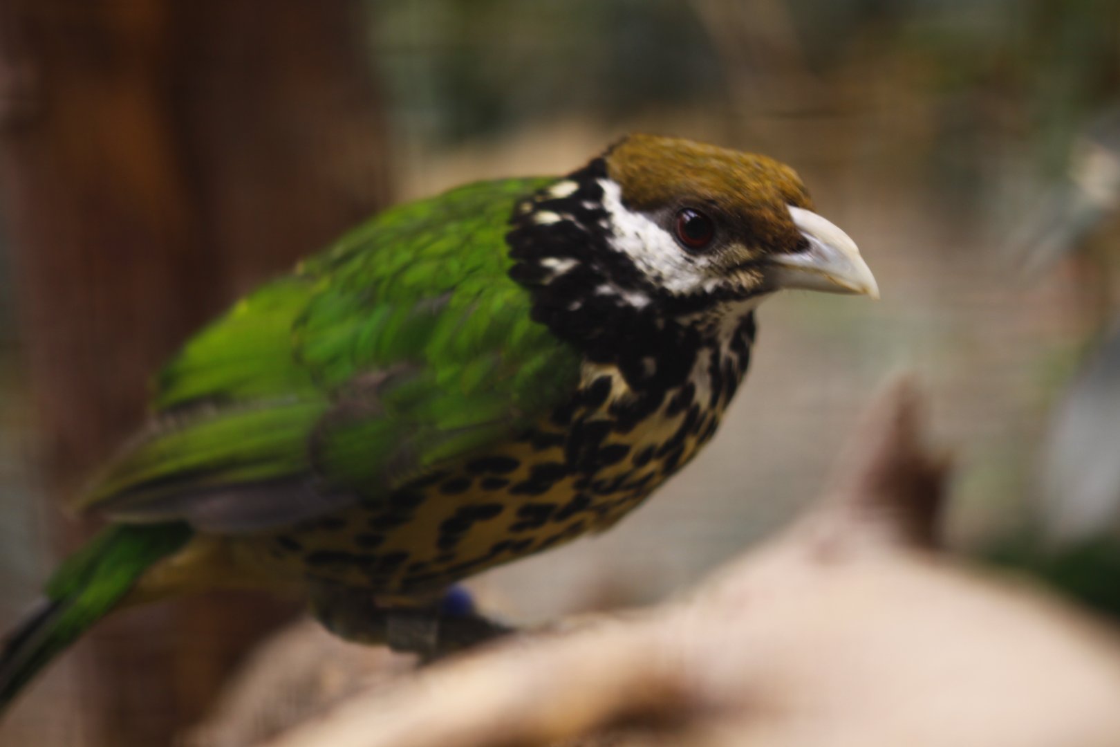White-eared catbird (Ailuroedus buccoides buccoides)