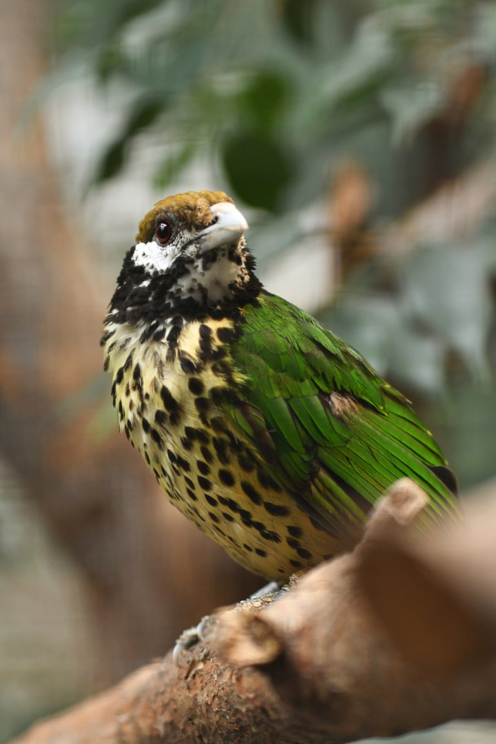 White-eared catbird (Ailuroedus buccoides buccoides)