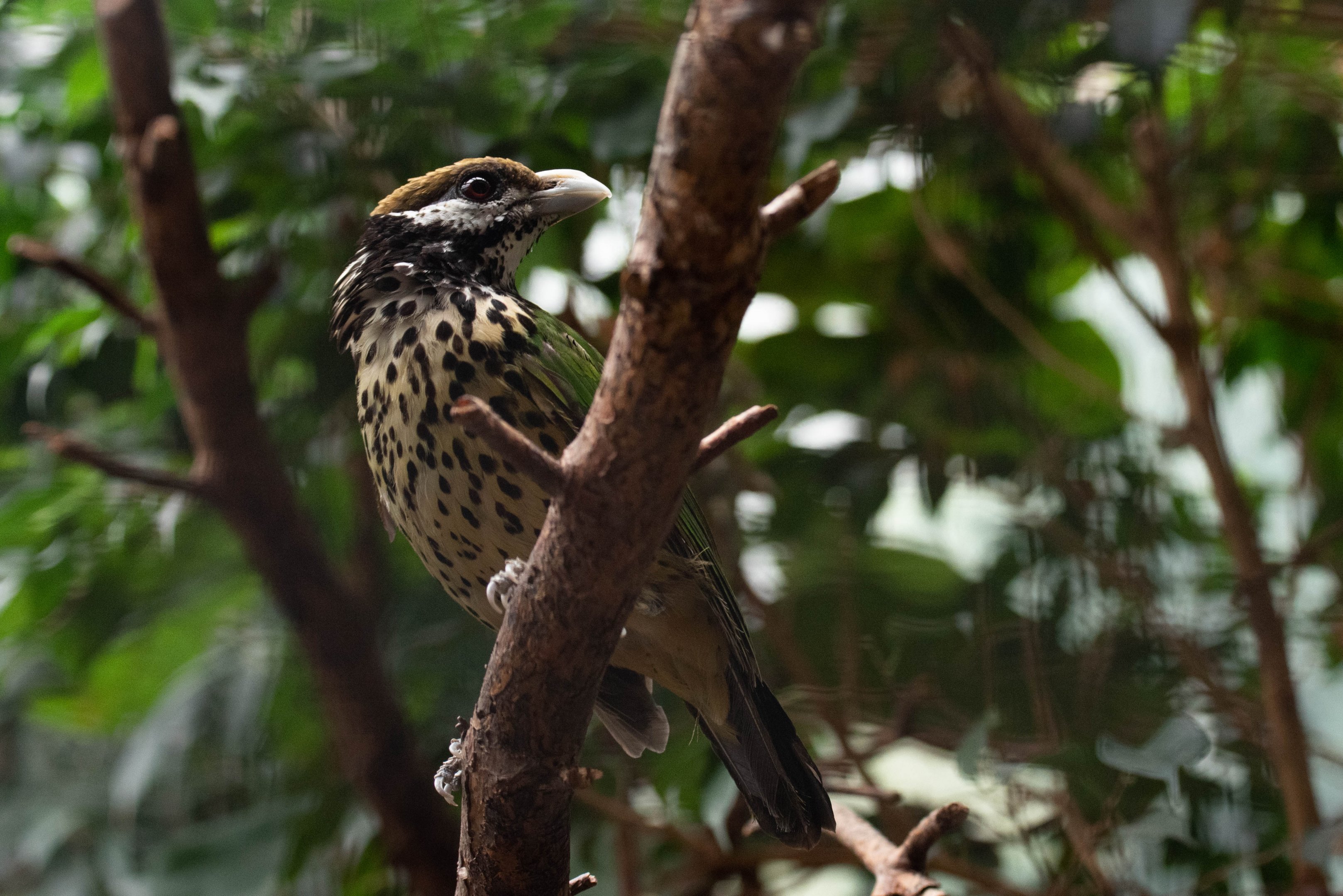 White-eared catbird - Ailuroedus buccoides buccoides