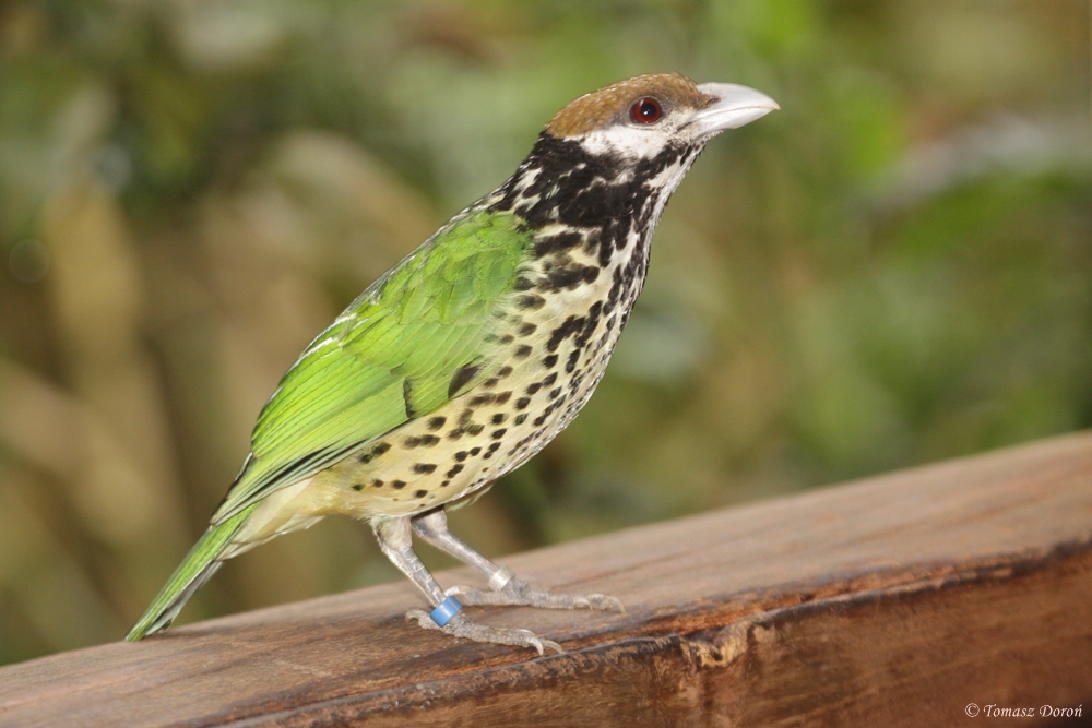 White-eared Catbird (Ailuroedus buccoides)