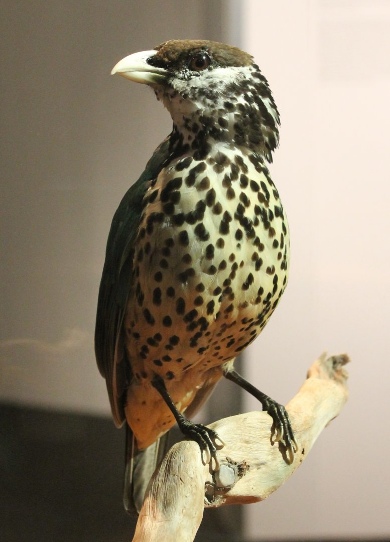 White-eared catbird - Ailuroedus buccoides