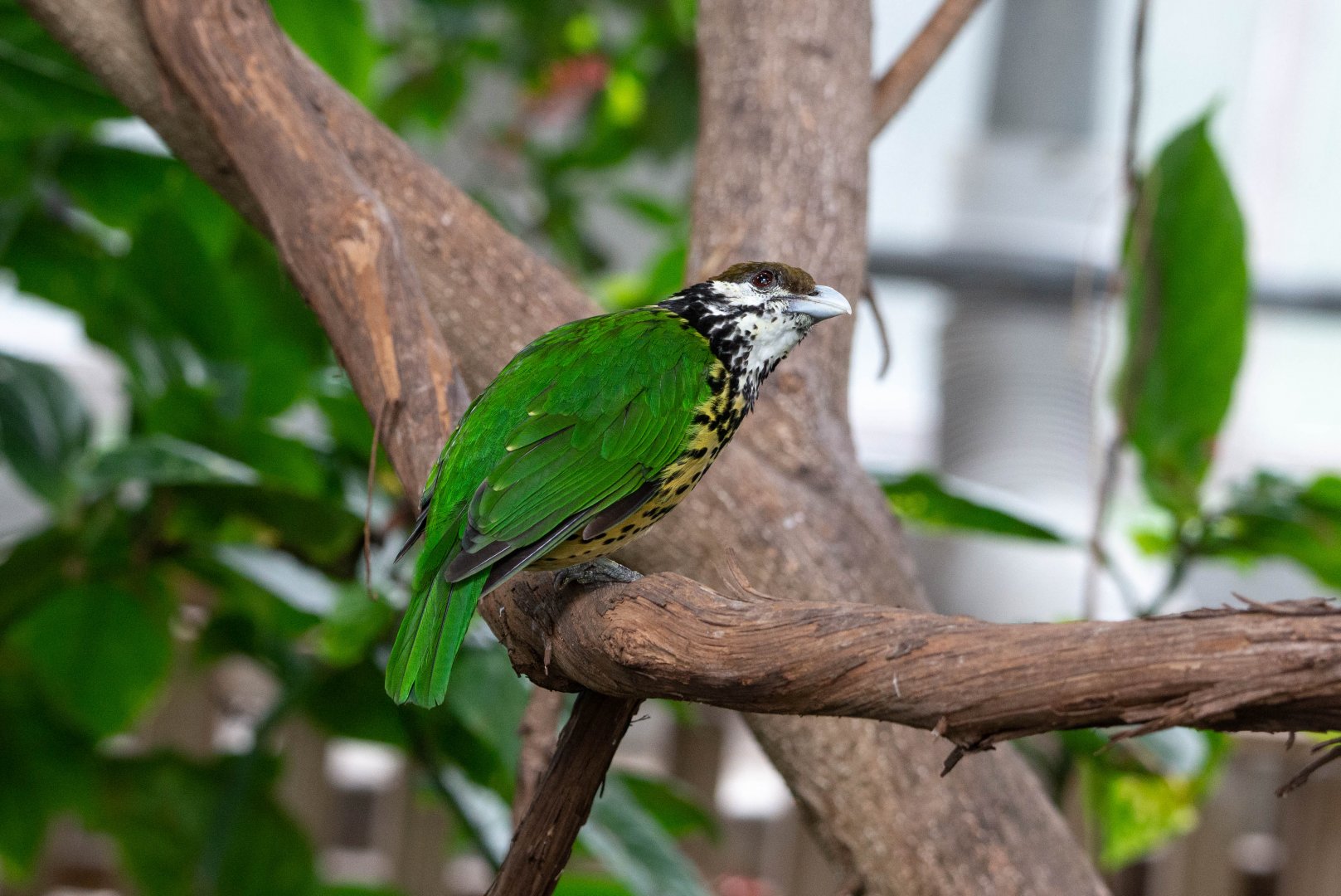 White-eared Catbird- (Ailuroedus buccoides)