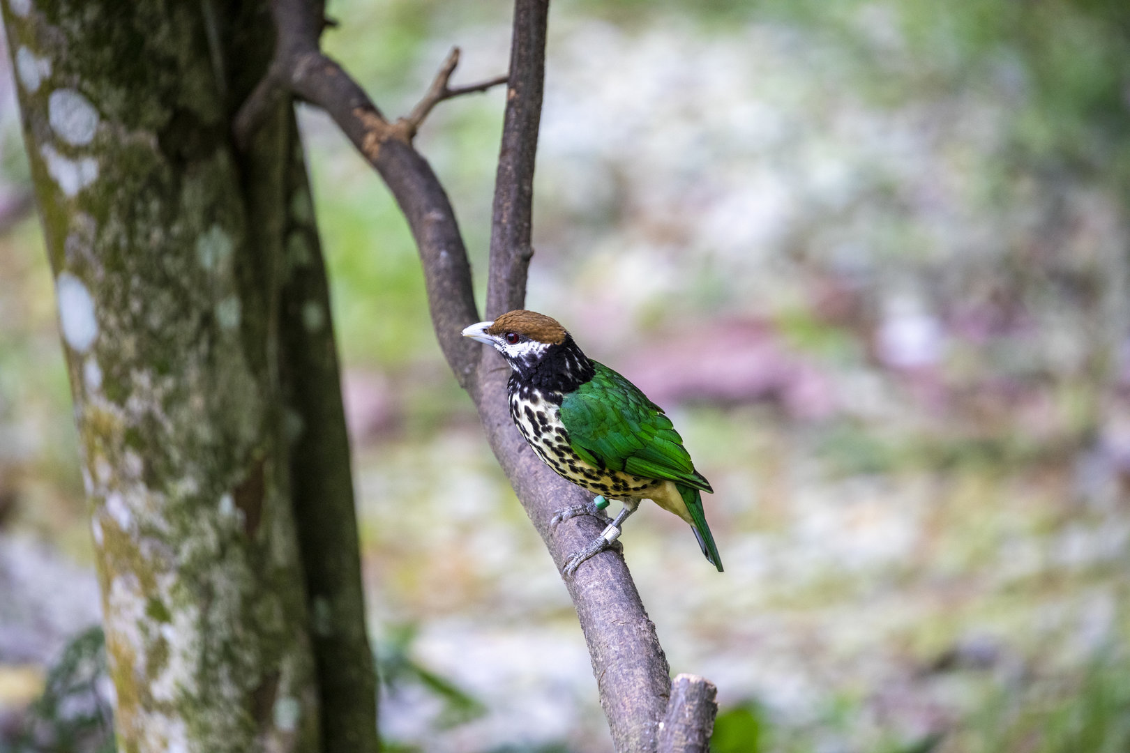 white-eared catbird (Ailuroedus buccoides)